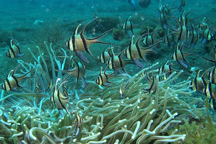 Pterapogon kauderni, Si Ikan Endemik Penghuni Pesisir Banggai Kepulauan Yang Terancam Punah